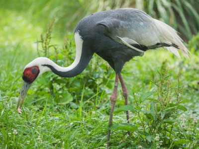 Журавль: дорога домой