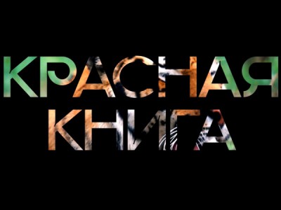 Красная книга. Амурский тигр