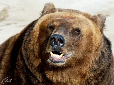 Сильнейшие хищники