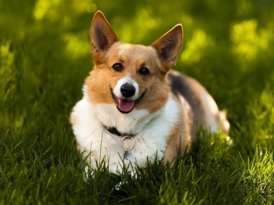 Покажи питомца