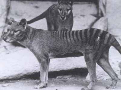 Возрождение тасманийских тигров