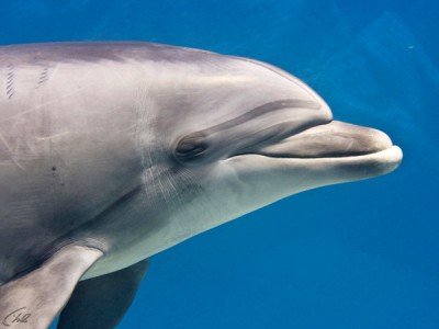 Беседы с дельфинами