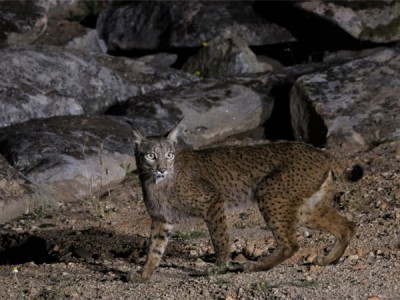 Иберийская рысь — хозяйка диких земель