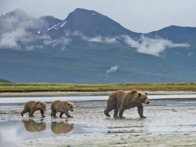 Дневник путешественника: Медведи Катмая