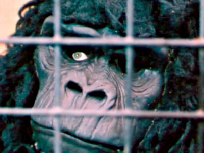 Мой друг горилла