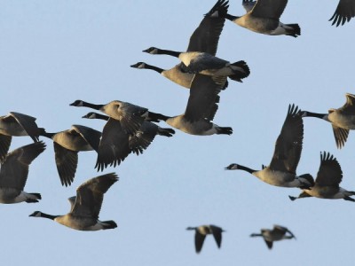 Секреты мигрирующих животных