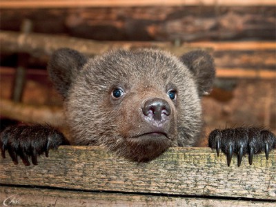 Интернат для медвежат