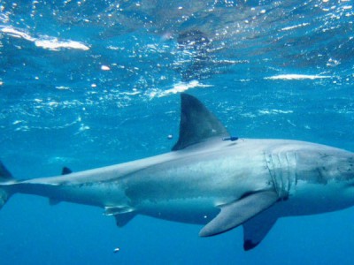 Акулы-каннибалы