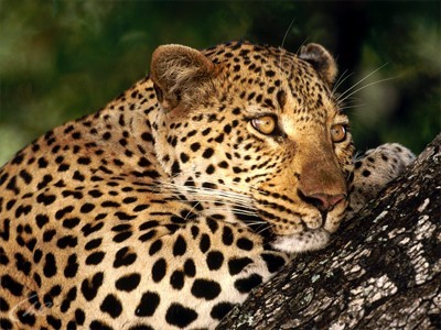 Первозданная природа