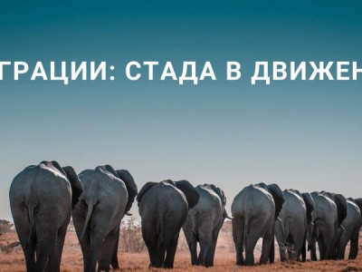 Миграции: стада в движении