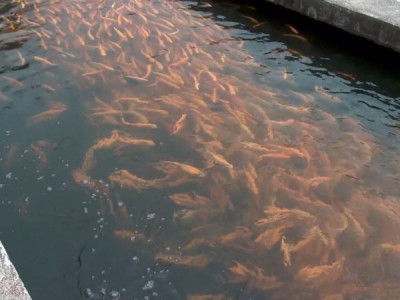 Абинское форелевое хозяйство