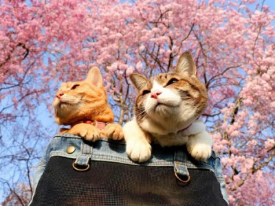 Кошки Японии