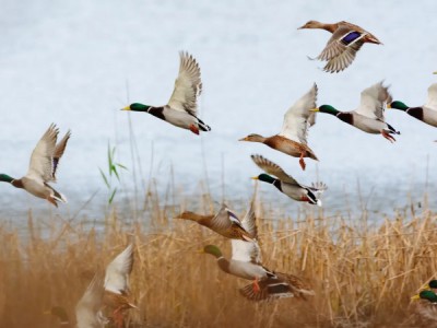 Великое переселение пернатых