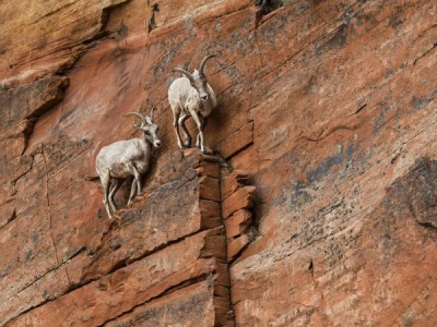 Ибексы: альпийские козероги
