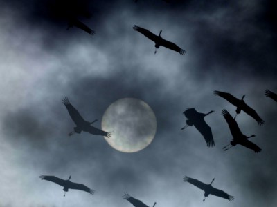 Птицы: хозяева стихий