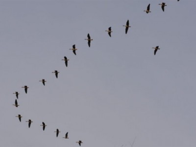 К вершинам охоты