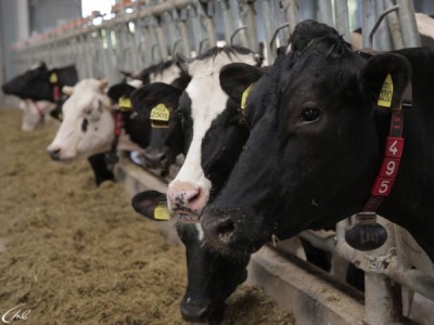 Вся правда о... молоке