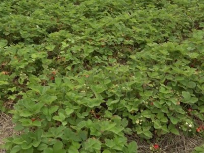 Консультант садовода. Спецвыпуск