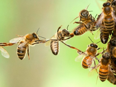 Тайны севеннских пчёл