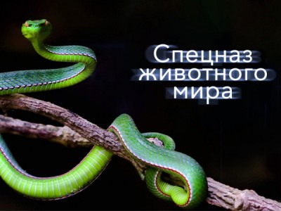 Спецназ животного мира