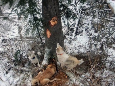 Путь в охоту