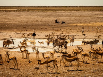 Этоша: огромный солончак
