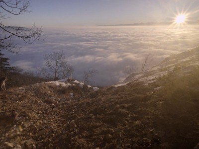 Рысь. Возвращение домой
