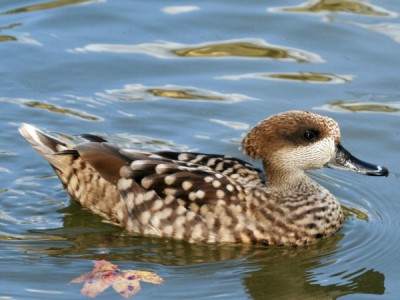 Последний мраморный чирок