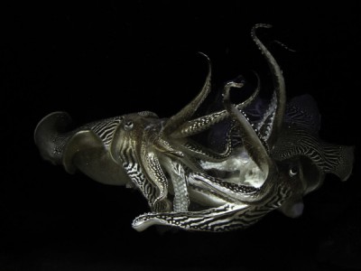 Приключения каракатицы