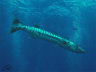 Коралловый риф: Подводный мир Египта