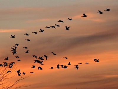 Перелётные птицы. Небесные маршруты