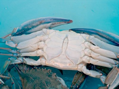 Нашествие голубого краба