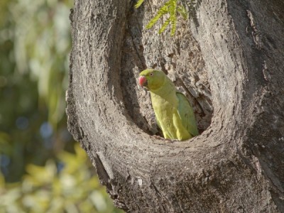 Инвазивные виды