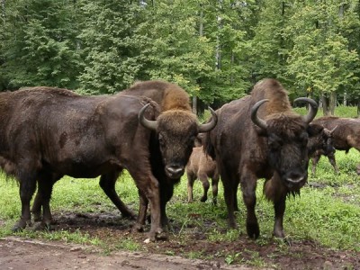 Зубр. Возвращение в дикую природу