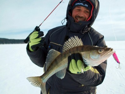 Охота на судака