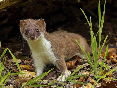 Мал,да удал