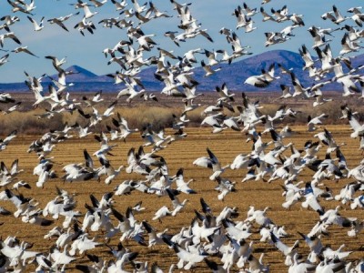 Количество имеет значение