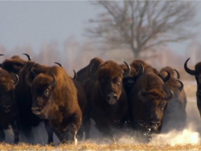 Страна спасённого великана