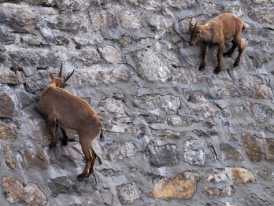 Горный козёл — жизнь на скалах