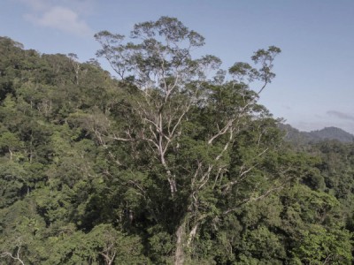 Амазония: исчезнувшая цивилизация джунглей