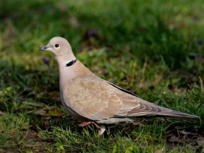 Долгий путь горлицы