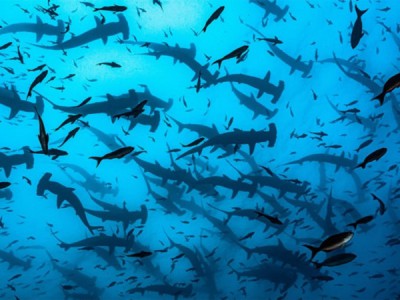 Спасти акулу!