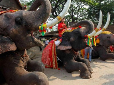 Священные животные Таиланда