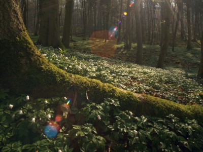 Тайная жизнь деревьев