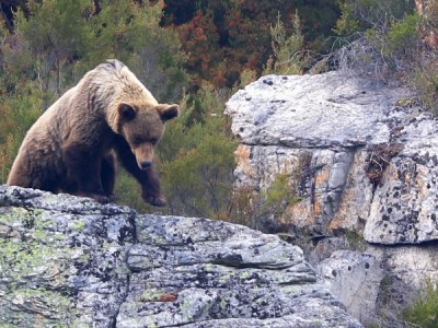 Дикая земля