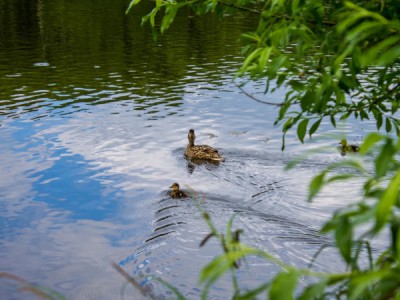 Утиные истории