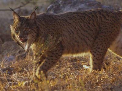 Дикое сердце Испании