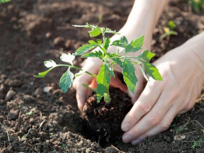 Сезон рассады. Открытый грунт