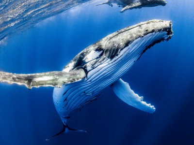 Мудрость китов