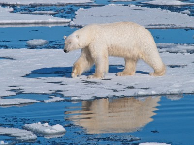 Гиганты Арктики